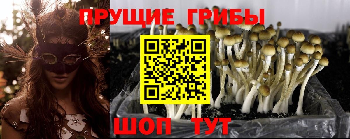 Псилоцибиновые грибы мицелий Ржев